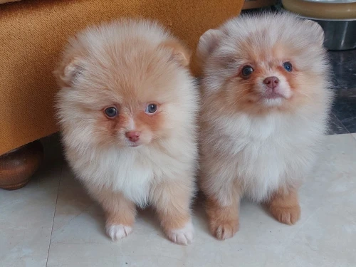 Spitz