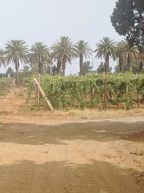 Vente Terrain Agricole Alger Cheraga