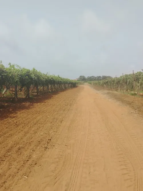 Vente Terrain Agricole Alger Cheraga