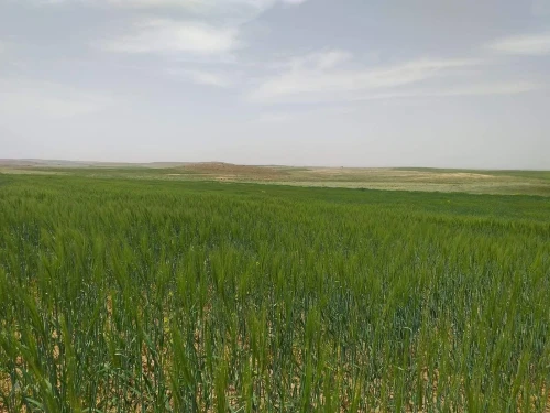 Vente Terrain Agricole Tiaret Naima