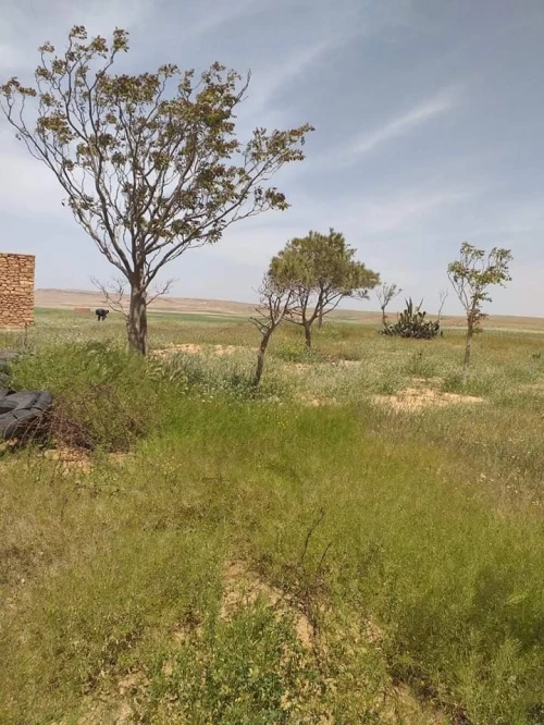 Vente Terrain Agricole Tiaret Naima