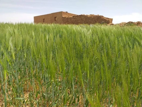 Vente Terrain Agricole Tiaret Naima