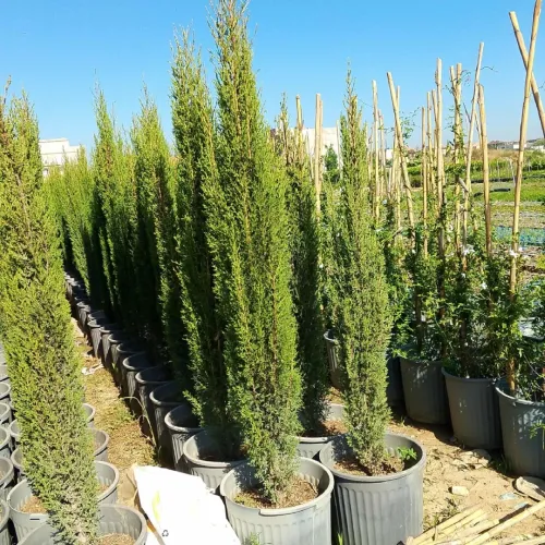 Aménagement jardin 