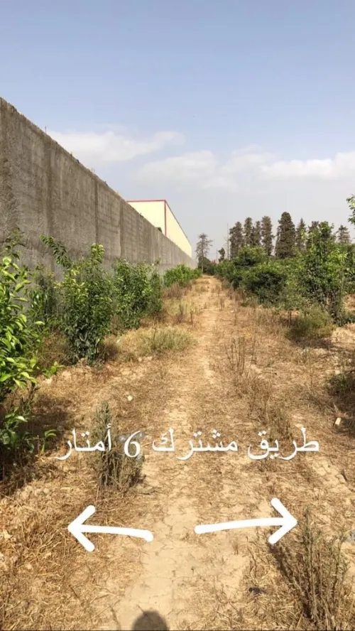 Vente Terrain Blida Chebli