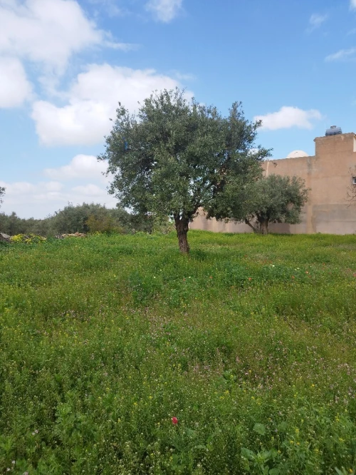 Vente Terrain Tlemcen Chetouane