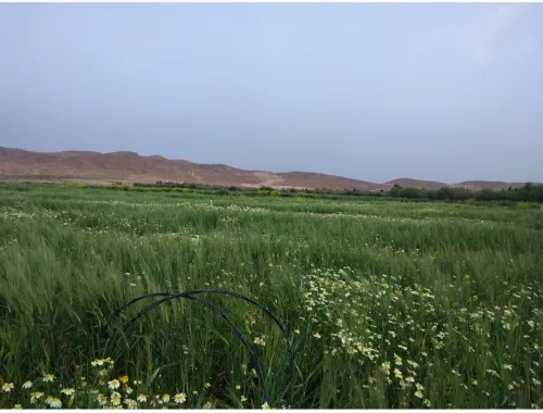 Vente Terrain Msila Ouled atia