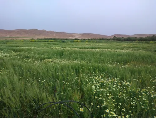 Vente Terrain Msila Ouled atia