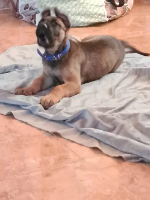 Chien malinois 