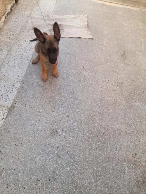 Chien malinois 