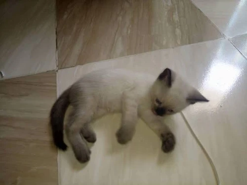 Chatons Siamois Ragdoll Poils Long