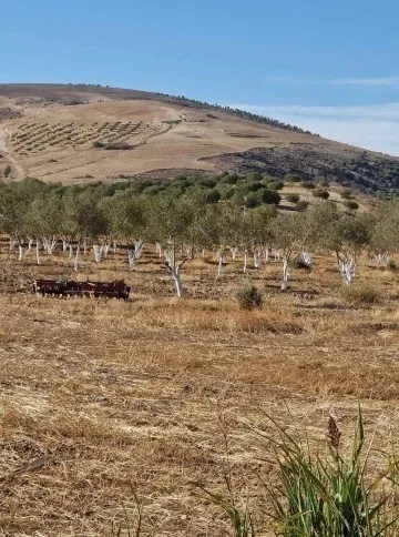 Vente Terrain Agricole Aïn Témouchent Hammam bouhadjar