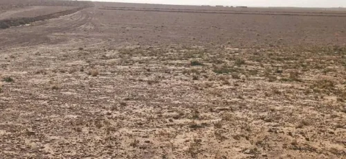 Vente Terrain Agricole Djelfa Benhar