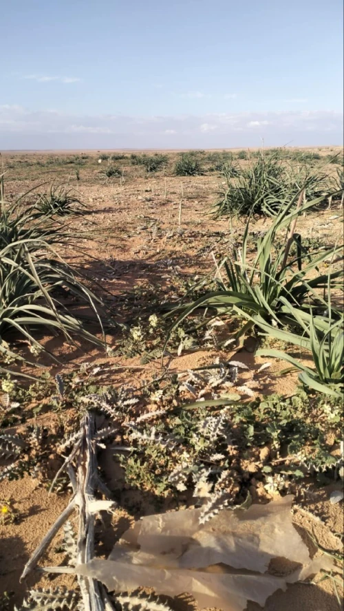 Vente Terrain Agricole Djelfa Ain oussara
