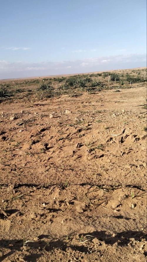 Vente Terrain Agricole Djelfa Ain oussara