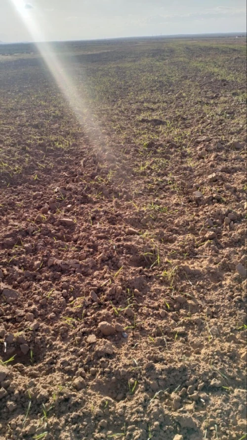 Vente Terrain Agricole Djelfa Ain oussara