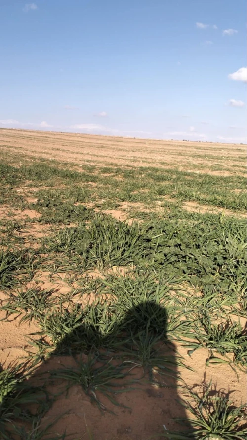Vente Terrain Agricole Djelfa Ain oussara