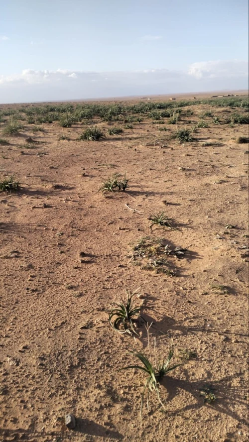 Vente Terrain Agricole Djelfa Ain oussara