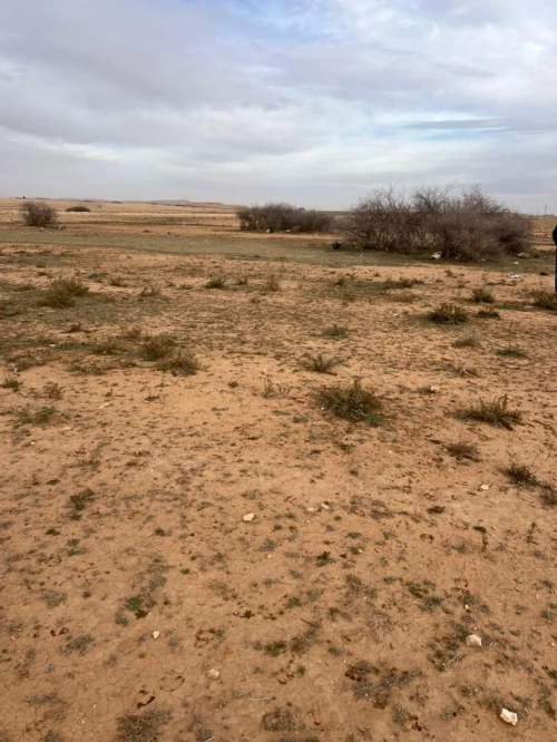 Vente Terrain Agricole Djelfa El khemis