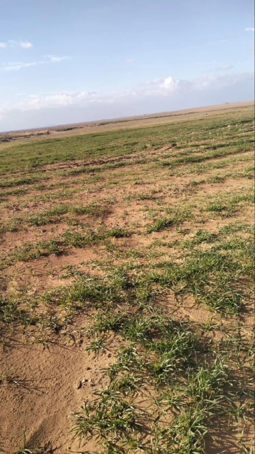 Vente Terrain Agricole Djelfa Ain oussara