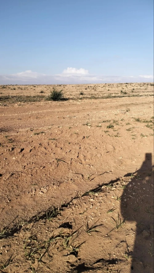 Vente Terrain Agricole Djelfa Ain oussara