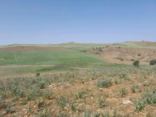 Vente Terrain Agricole Bouira Sour el ghouzlane