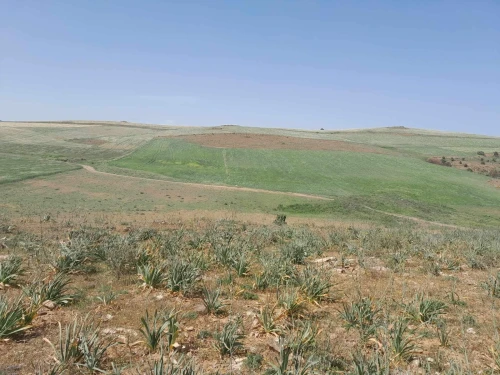 Vente Terrain Agricole Bouira Sour el ghouzlane