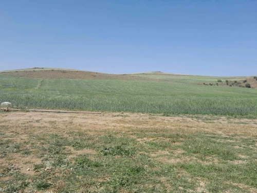 Vente Terrain Agricole Bouira Sour el ghouzlane