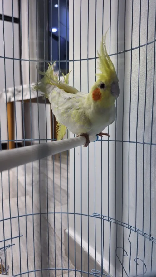 Calopsitte Latino + Cage