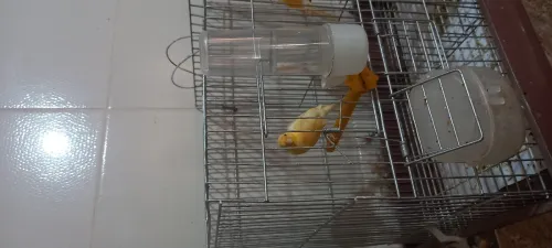 Canary 4 mois 