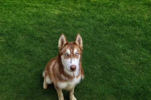 Husky Sibérien  Âge : 6 mois Sexe : Mâle Race : Husky Sibérien