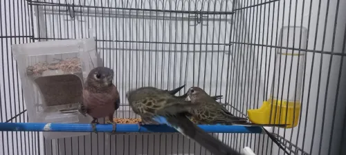 couple perruche de bourke