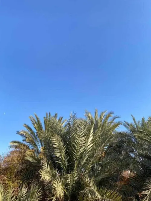 Location Terrain Timimoun Timimoun