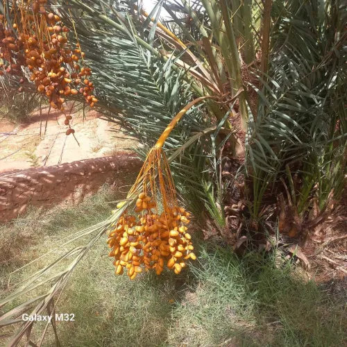 Location Terrain Timimoun Timimoun