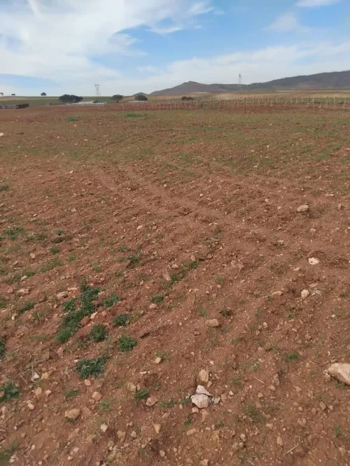 Vente Terrain Agricole Aïn Defla Khemis miliana