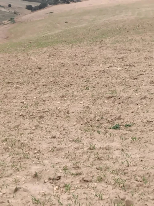 Vente Terrain Agricole Aïn Defla Khemis miliana