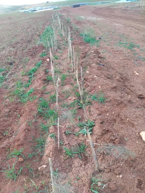 Vente Terrain Agricole Aïn Defla Khemis miliana