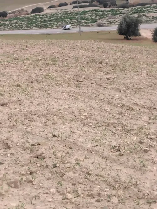 Vente Terrain Agricole Aïn Defla Khemis miliana