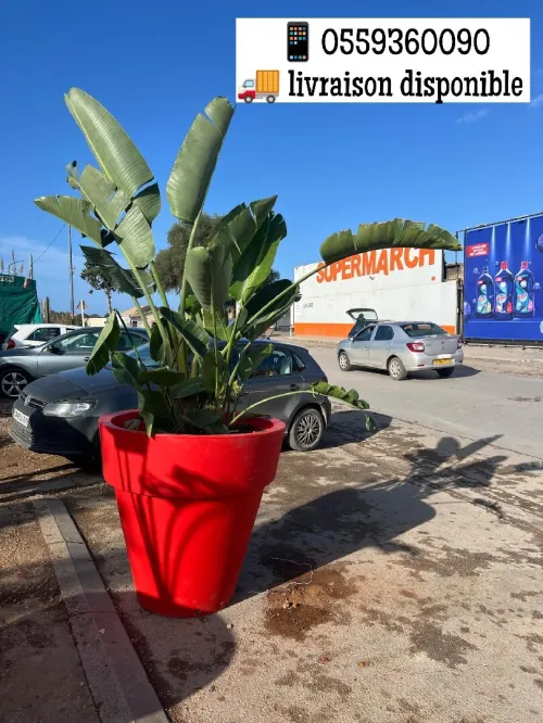 Aménagement floral de terasses avec des pots et plantes d'intérieur et extérieure 0559360090 