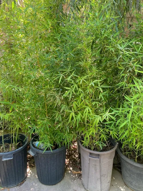 Aménagement floral de terasses avec des pots et plantes d'intérieur et extérieure 0559360090 