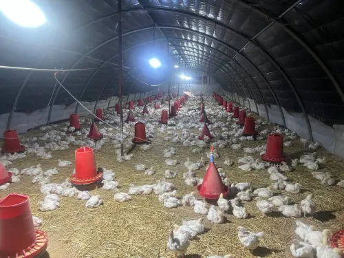Vente Terrain Agricole Sidi Bel Abbès Tabla