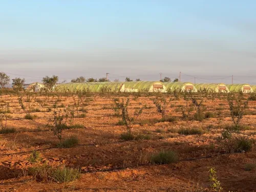 Vente Terrain Agricole Sidi Bel Abbès Tabla
