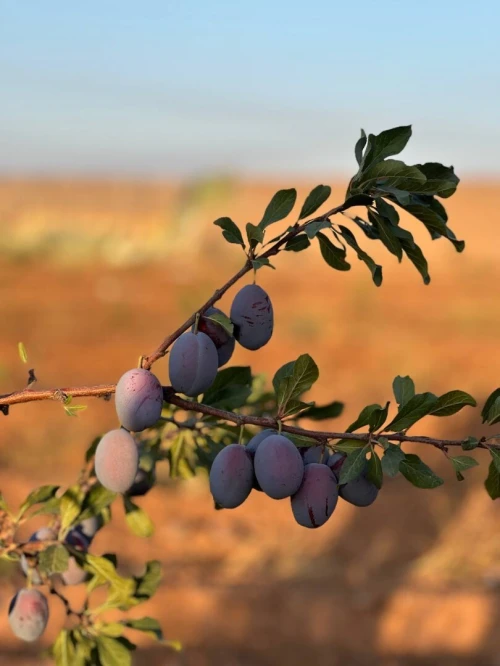 Vente Terrain Agricole Sidi Bel Abbès Tabla