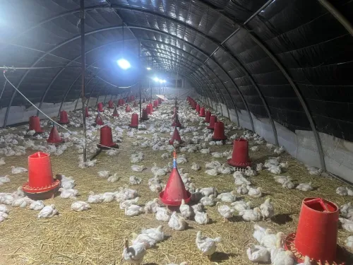 Vente Terrain Agricole Sidi Bel Abbès Tabla