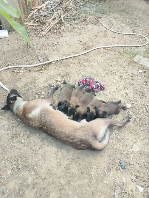 Chiots malinois 