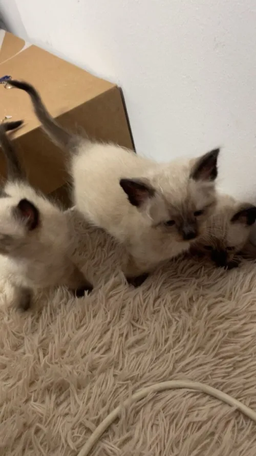 Chats siamois