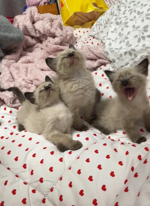 Chats siamois