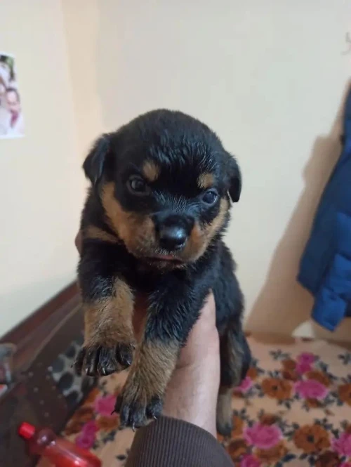Chien rottwieller