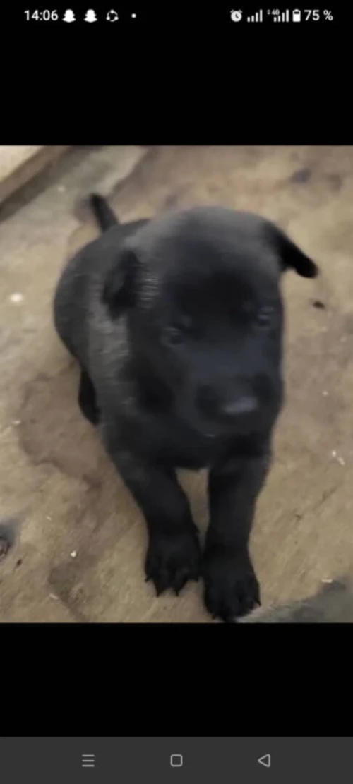 Chien malinois charboni