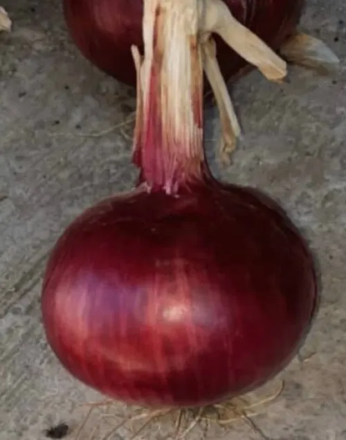 زريعة البصل الأحمر مرتينازي