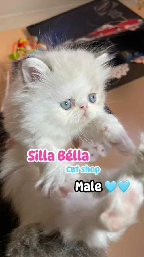 Chat persan peke face 